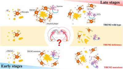 The role of TREM2 in Alzheimer’s disease: from the perspective of Tau